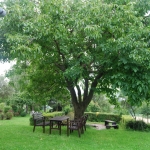 Zakovic_2008-DSC_3548